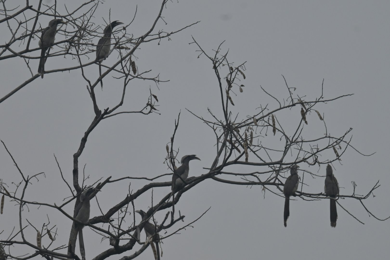 Indian Grey-Hornbill Ocyceros birostris