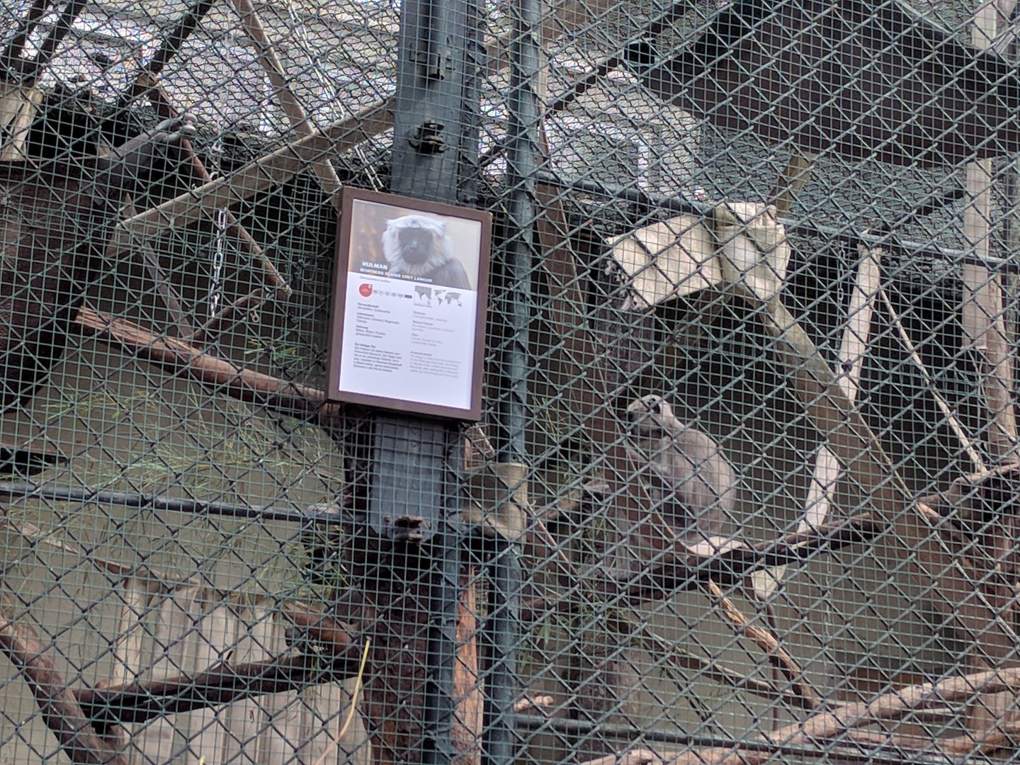 Indian Grey Langur Enclosure