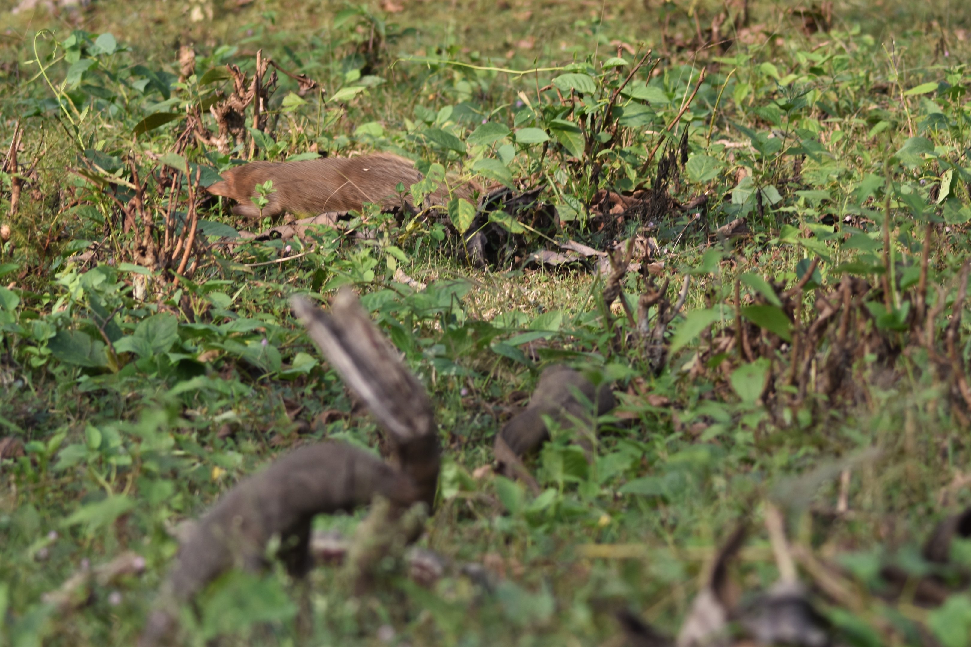 Indian Grey Mongoose and Friends, Nagarahole Tiger Reserve, 19th November 2024