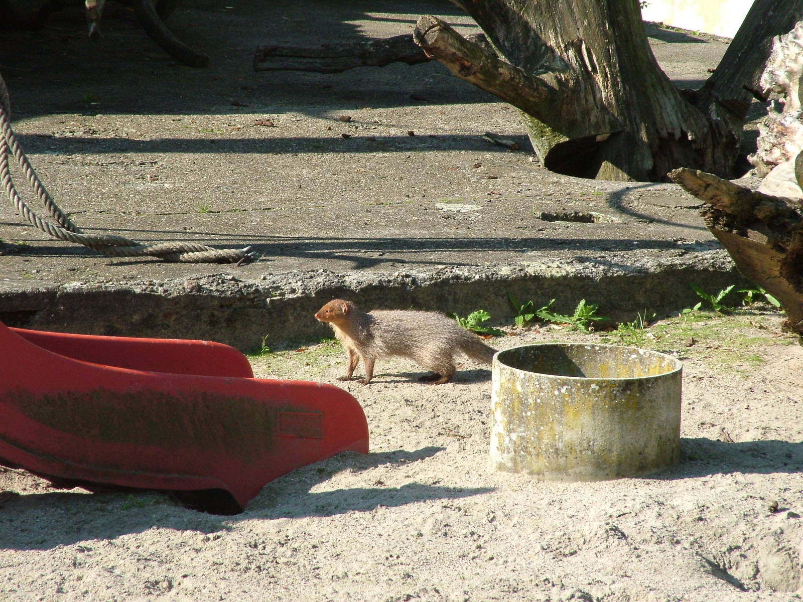 Indian Grey Mongoose at Heidelberg, 05/09/10