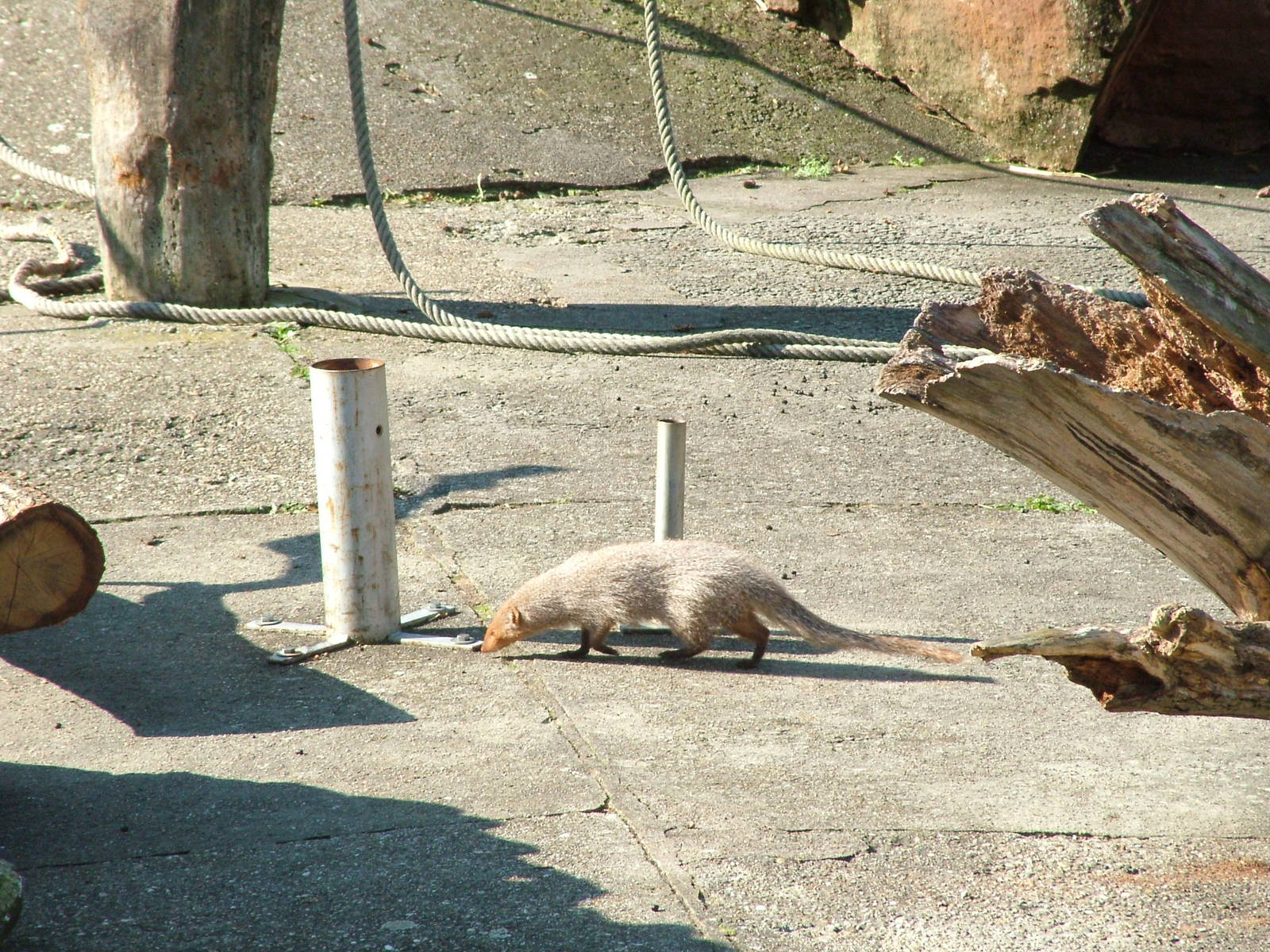 Indian Grey Mongoose at Heidelberg, 05/09/10