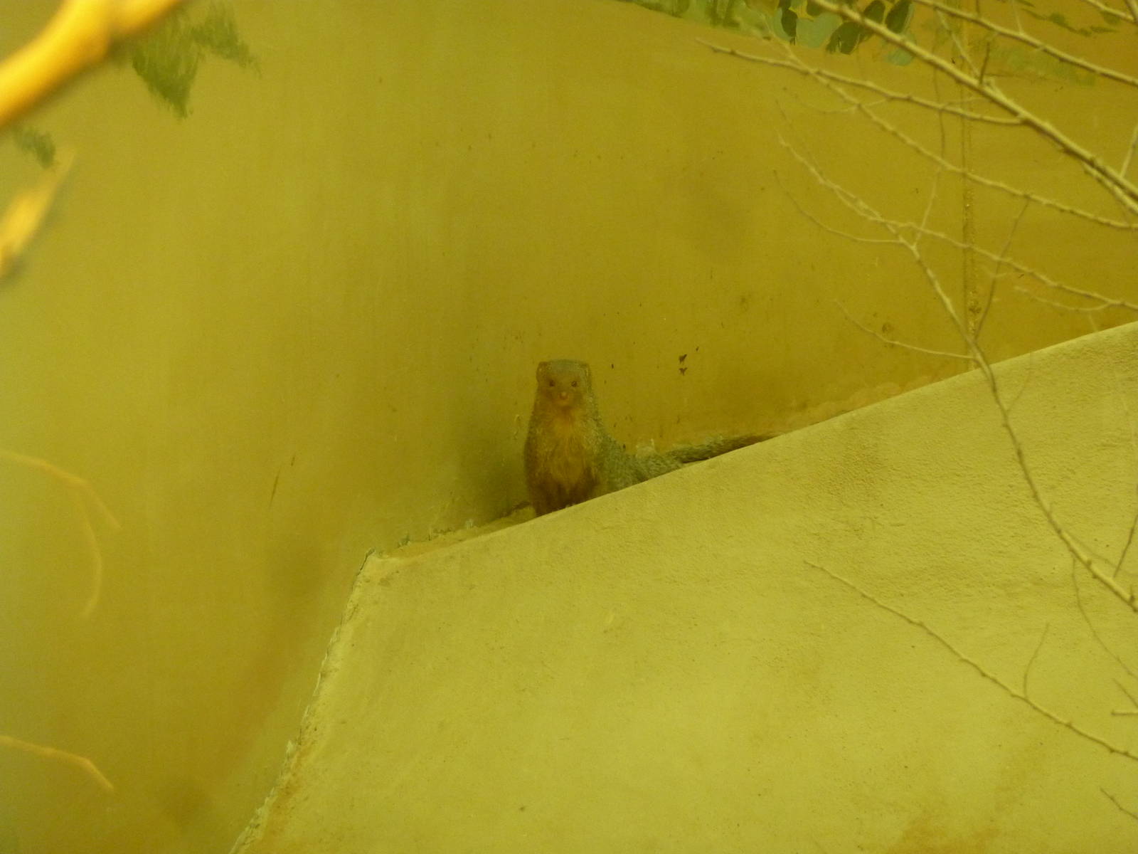 Indian grey mongoose, December 2011.