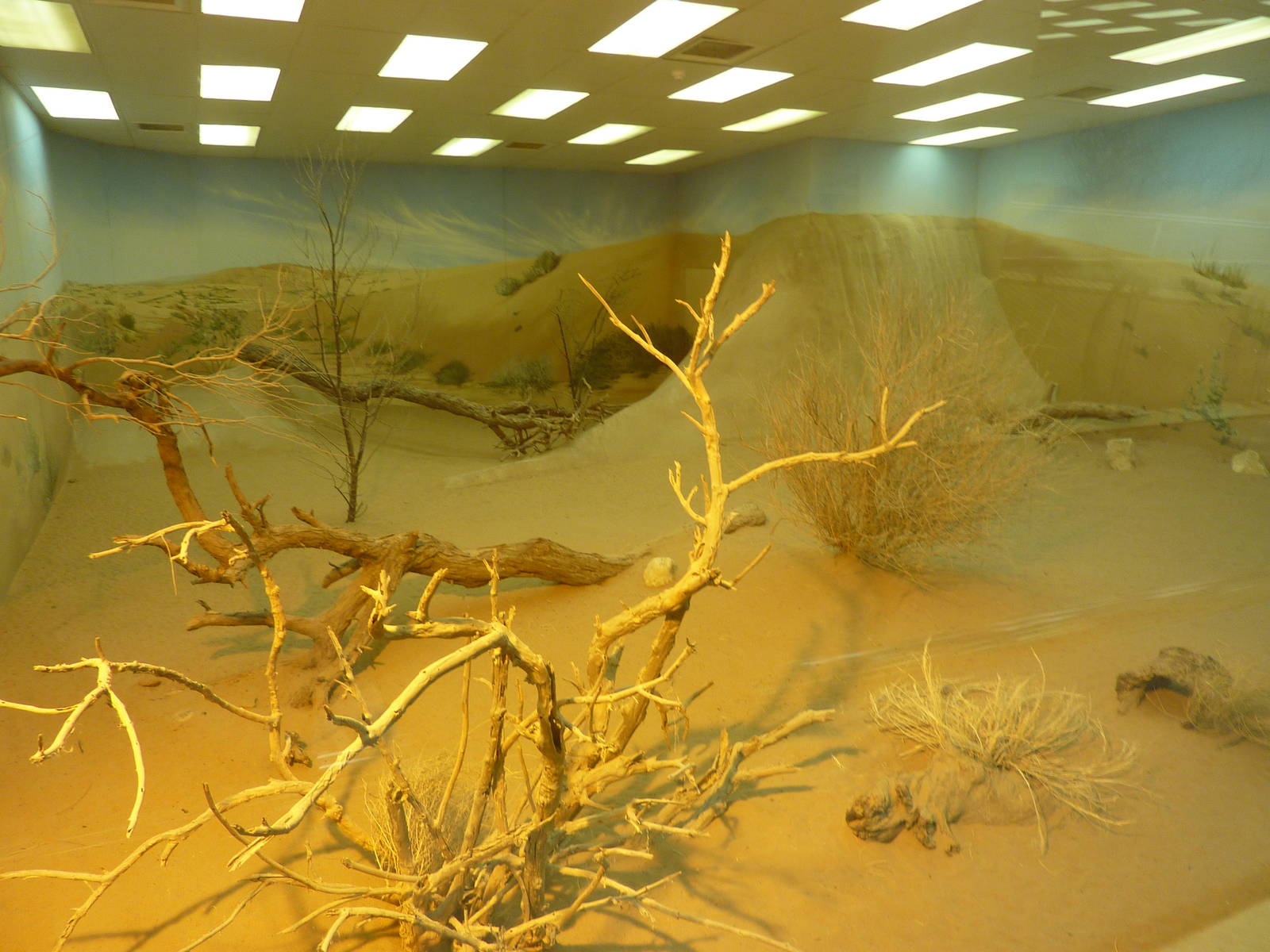 Indian grey mongoose enclosure, December 2011.