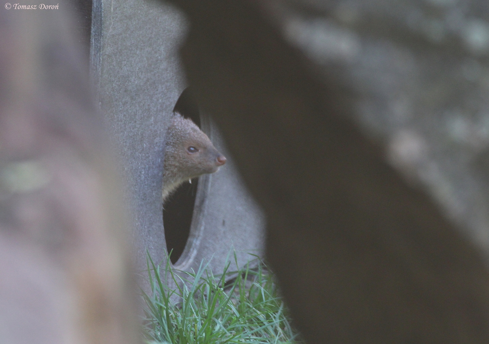 Indian Grey Mongoose (Herpestes edwardsii), October 2014