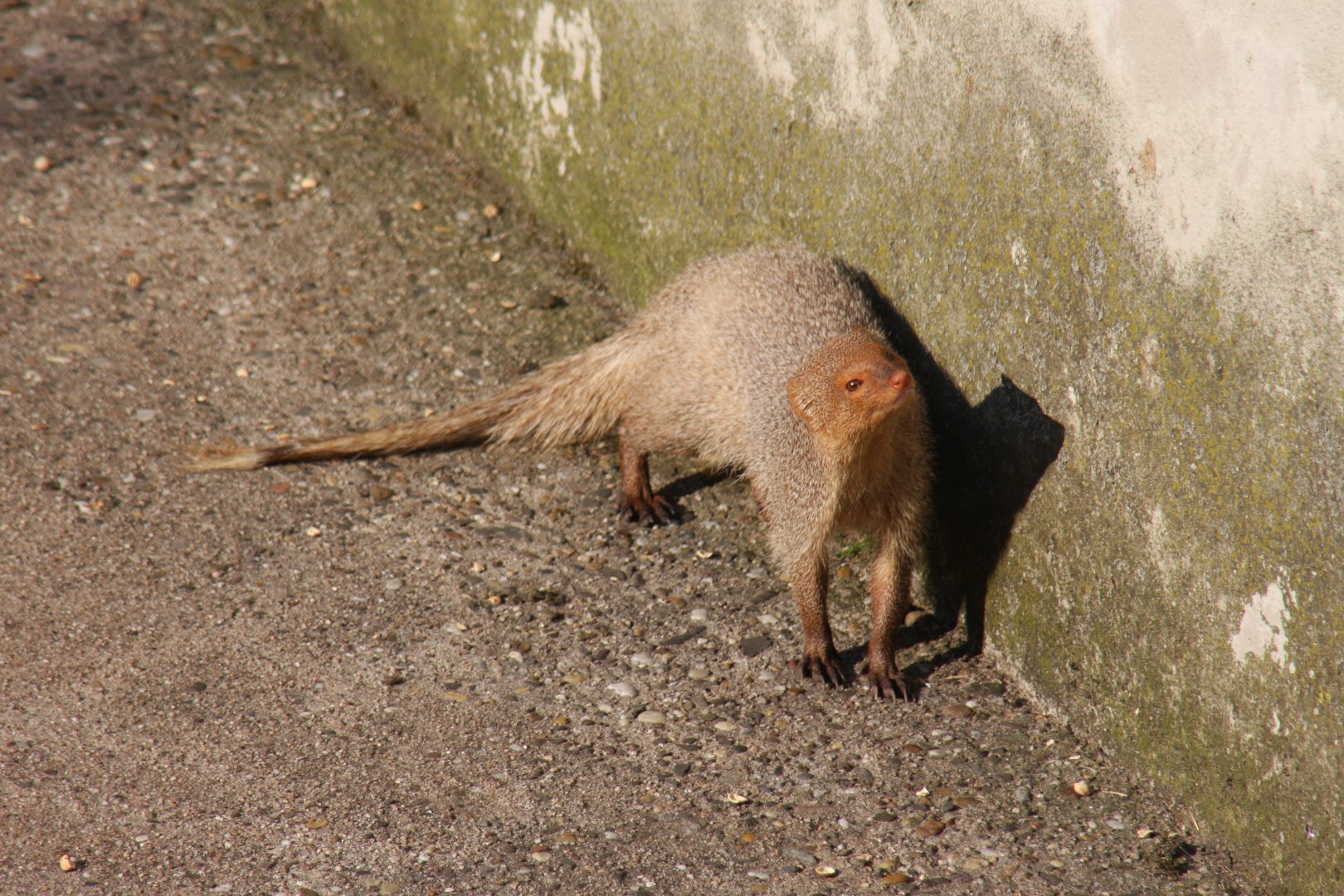Indian grey mongoose or common grey mongoose (Herpestes edwardsi) 2010
