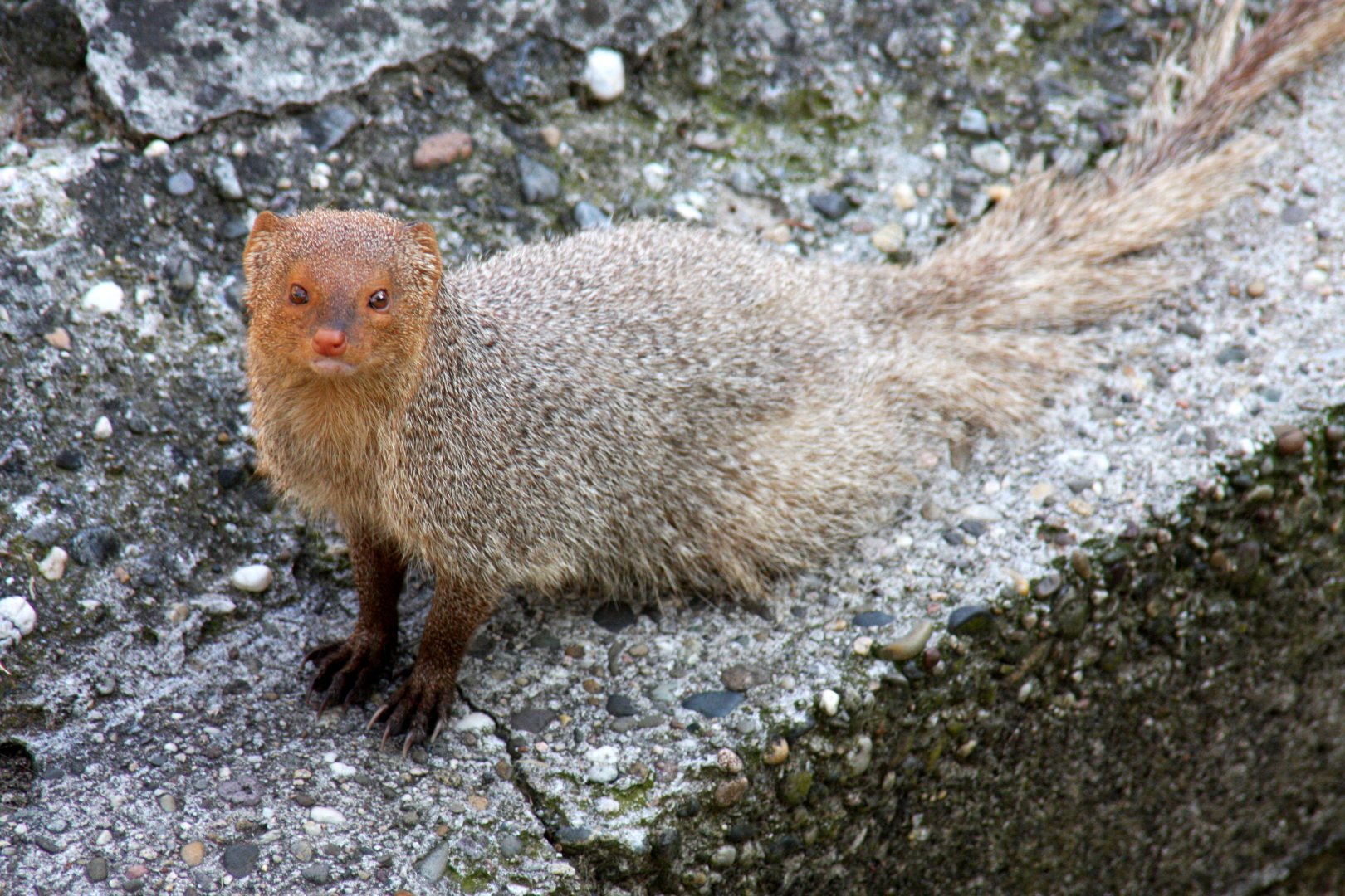 Indian grey mongoose or common grey mongoose (Herpestes edwardsi) 2010