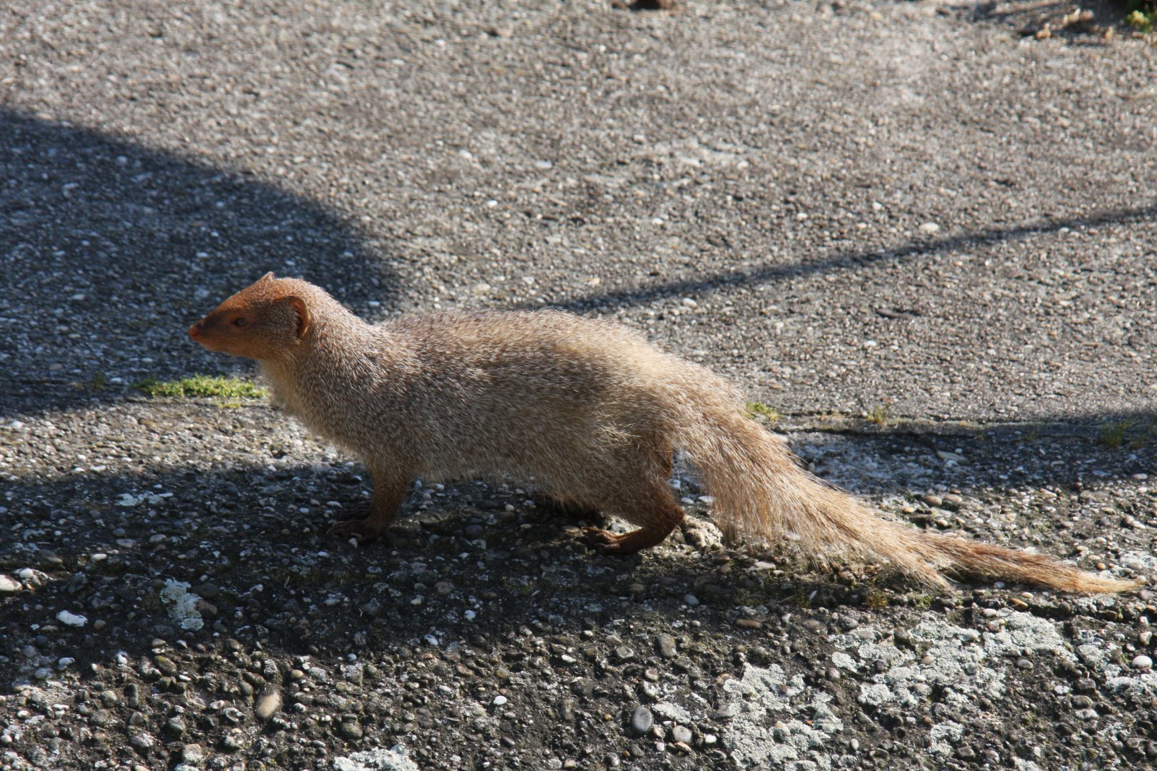 Indian grey mongoose or common grey mongoose (Herpestes edwardsi) 2010