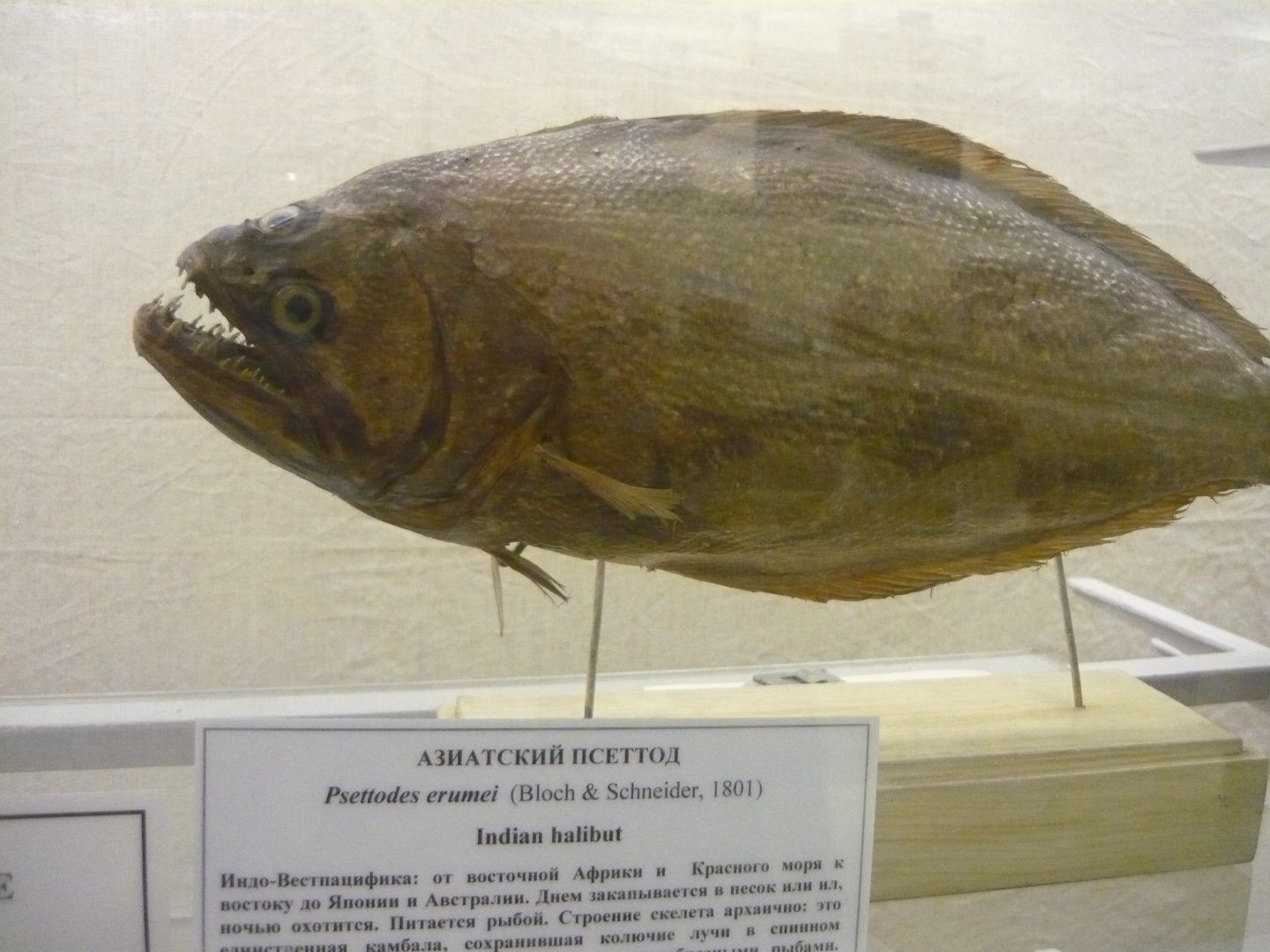 Indian halibut