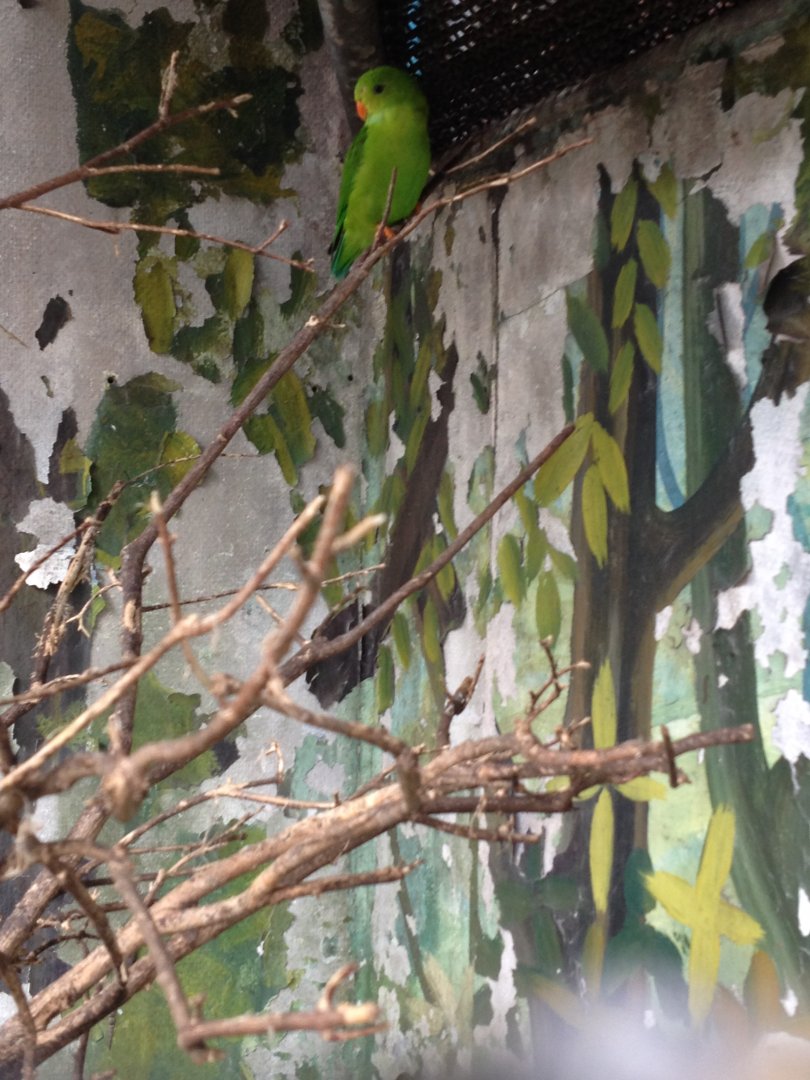 Indian Hanging Lorikeet (Loriculus vernalis)