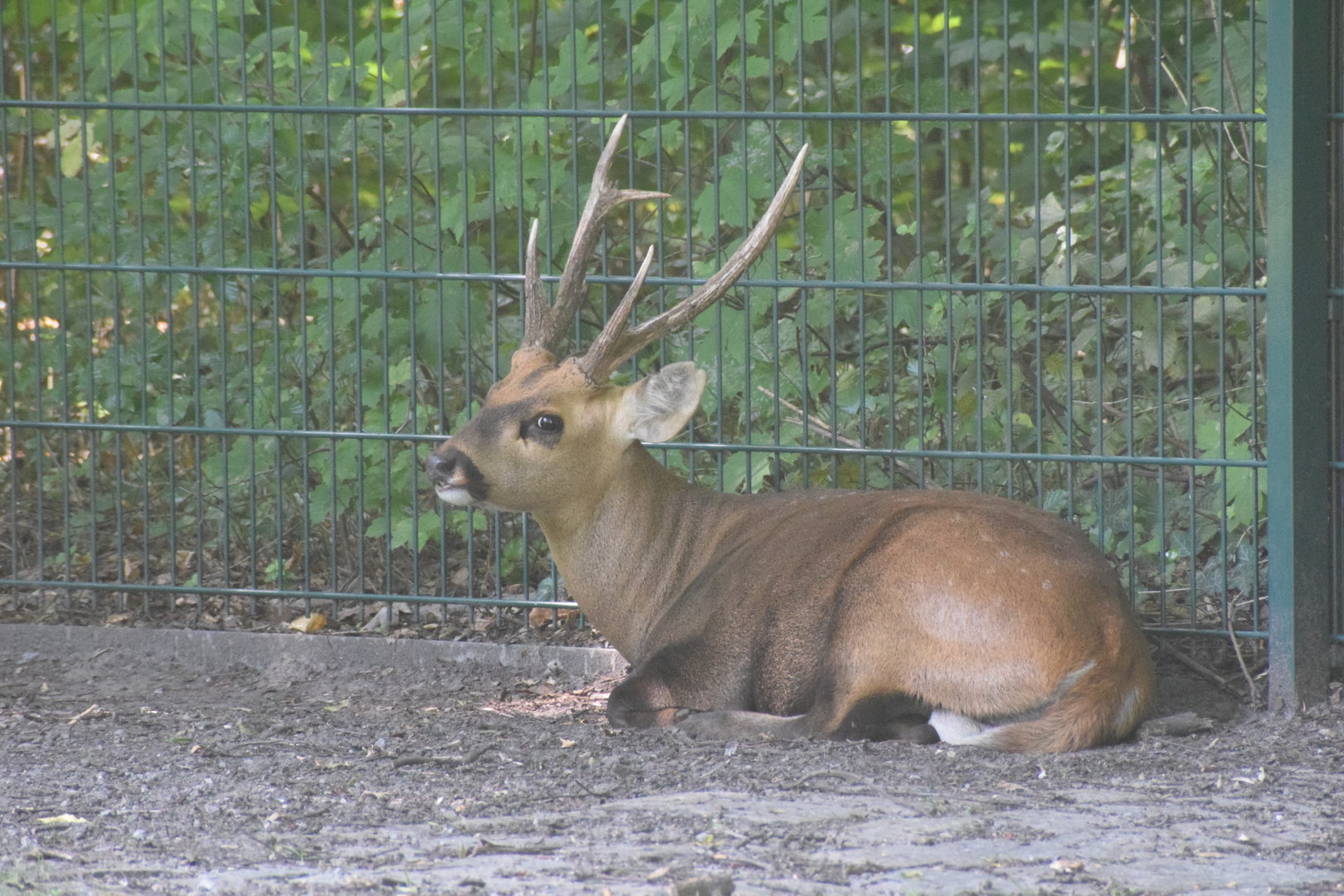 Indian hog deer - August 2023
