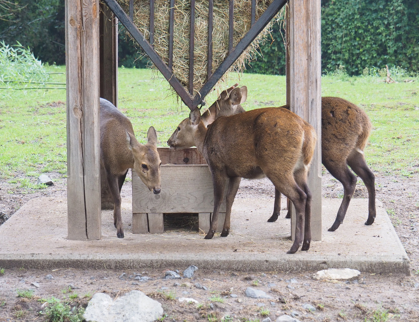 Indian hog deer (Axis porcinus), 2022-09-15