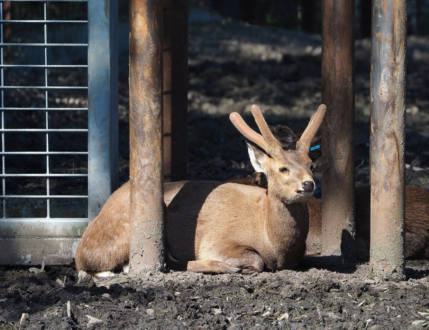 Indian hog deer (Axis porcinus), 2023-04-30