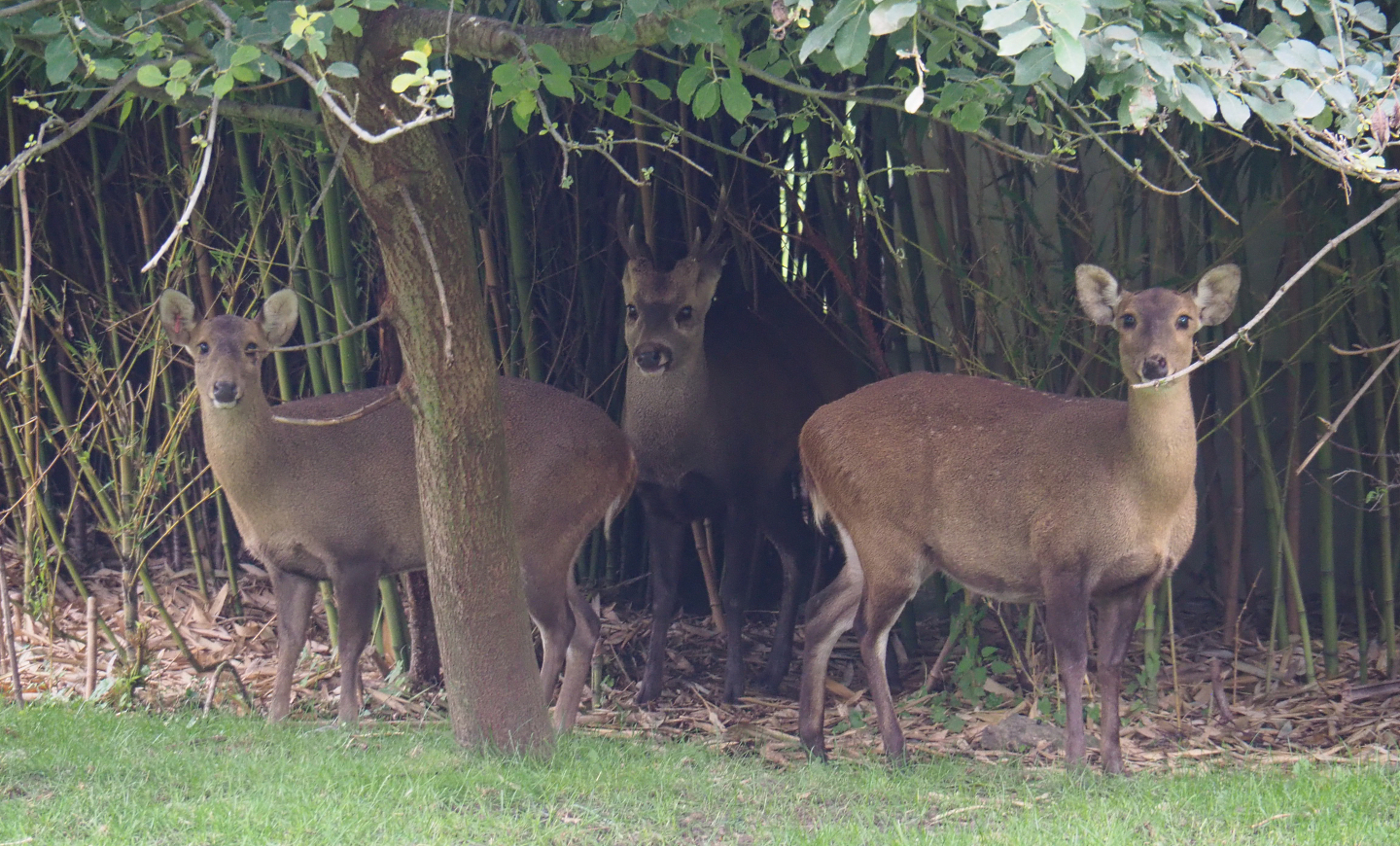 Indian hog deer (Axis porcinus porcinus), 2020-09-03
