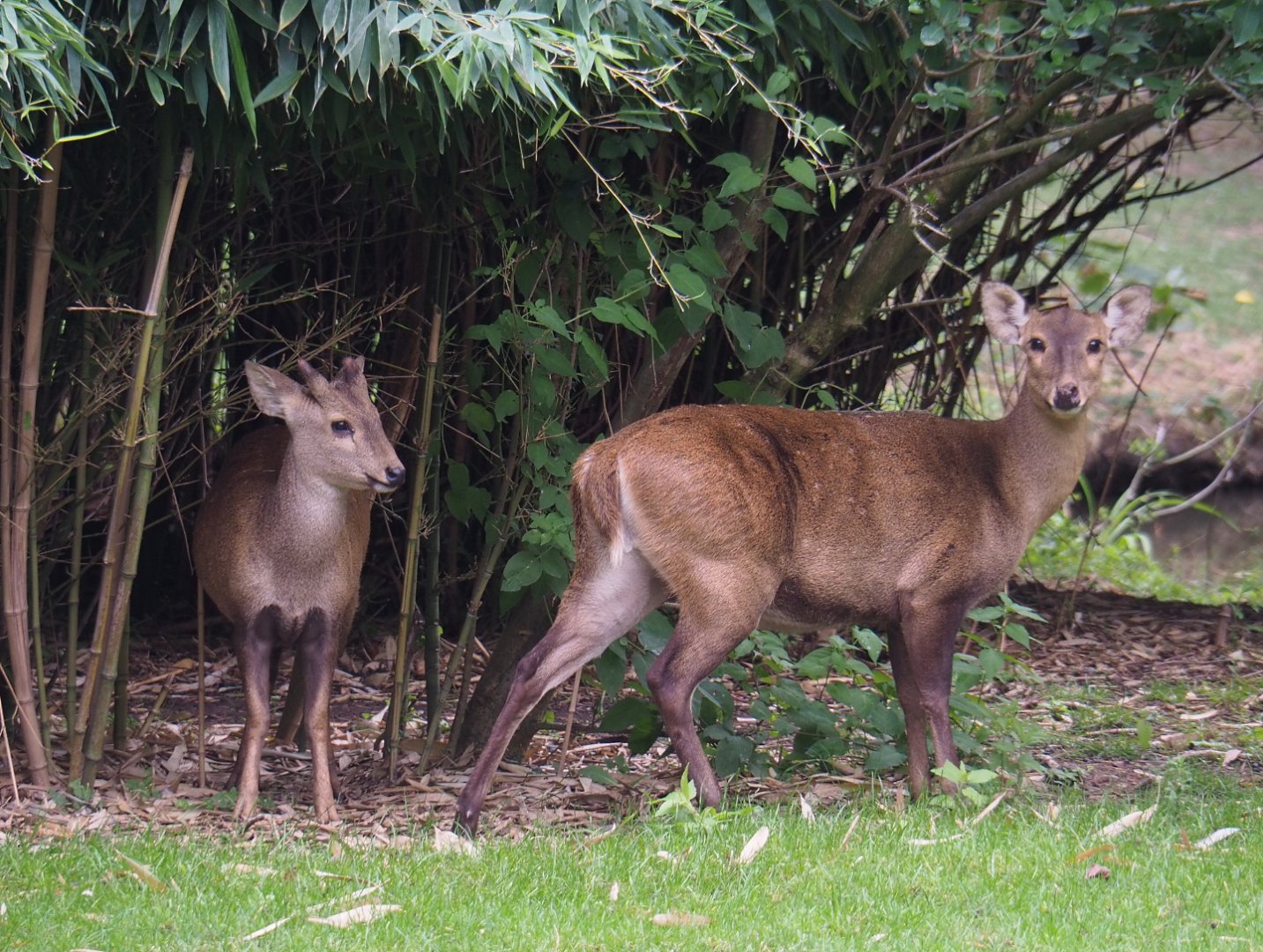 Indian hog deer (Axis porcinus porcinus), 2020-09-03