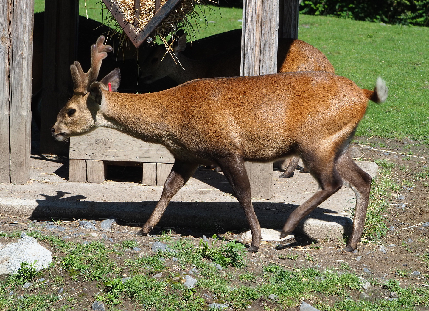 Indian hog deer (Axis porcinus porcinus), 2022-06-28