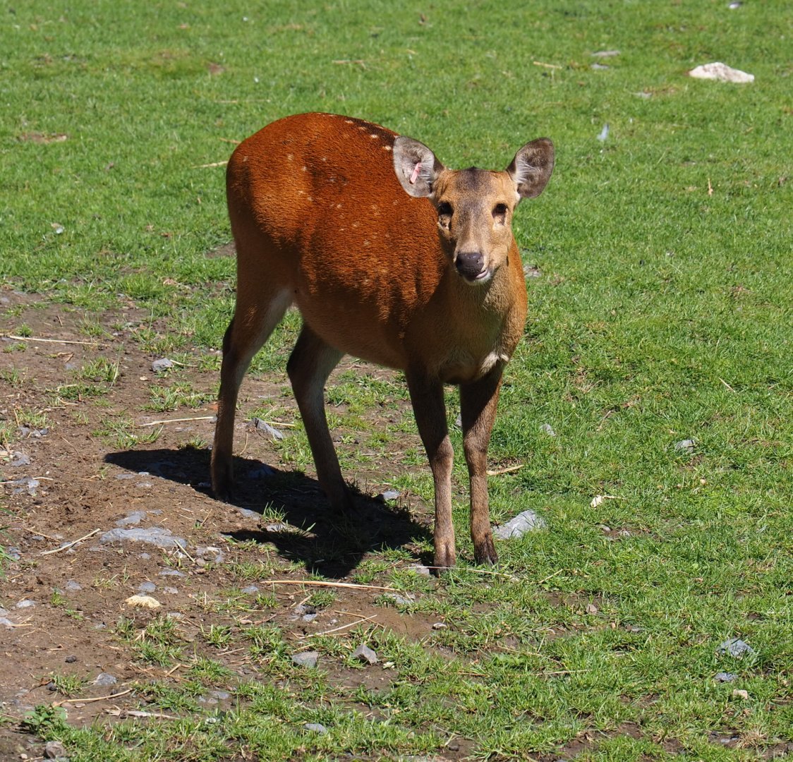 Indian hog deer (Axis porcinus porcinus), 2022-06-28