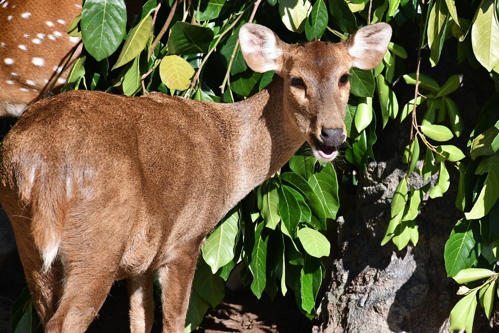 Indian Hog Deer (Axis porcinus)