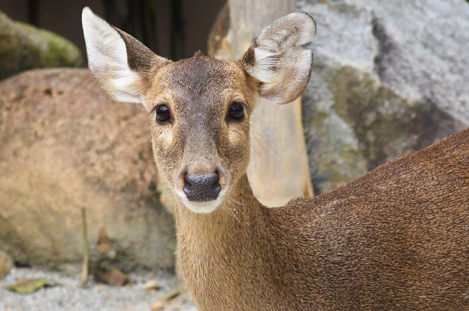 Indian Hog Deer (Axis porcinus)