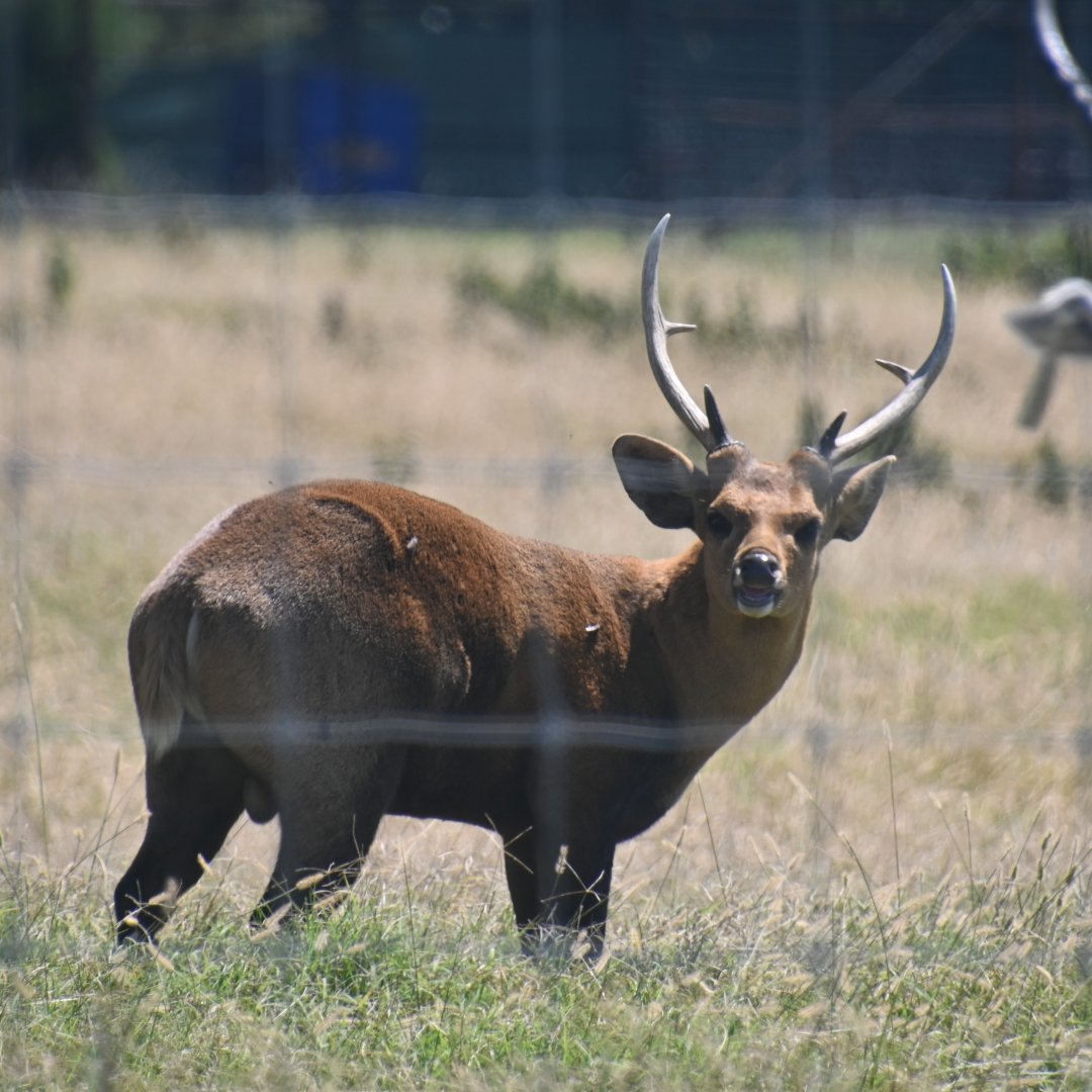 Indian hog deer (Axis porcinus)