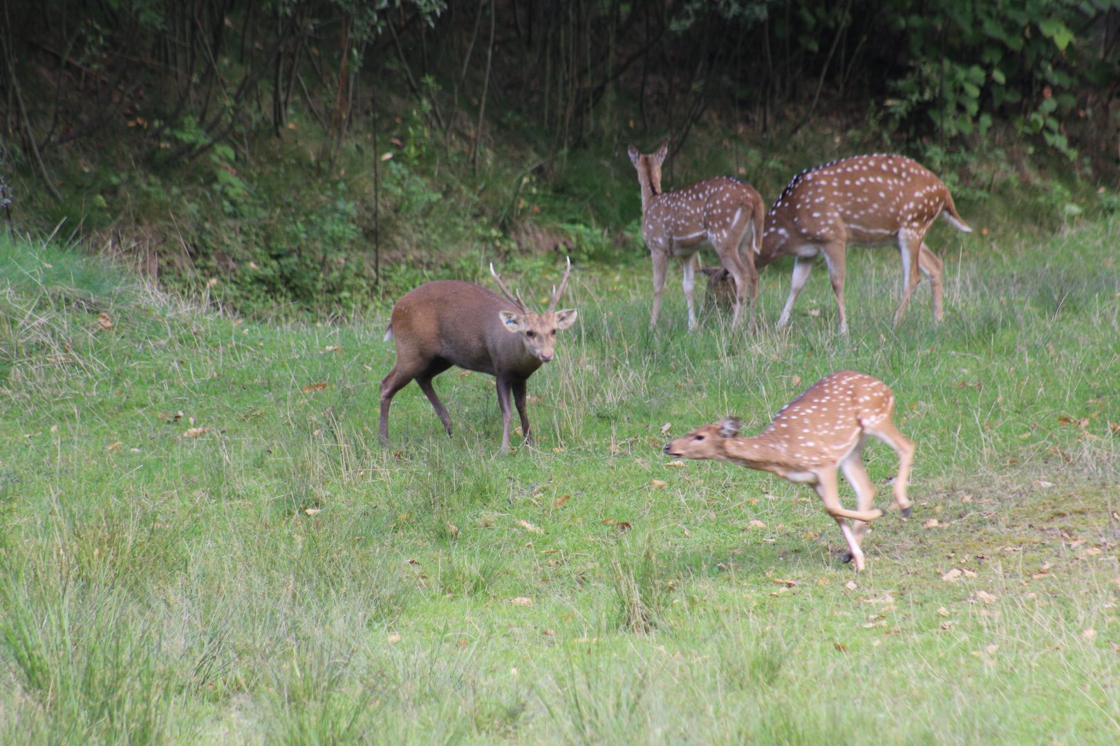Indian Hog Deer Chasing Chital