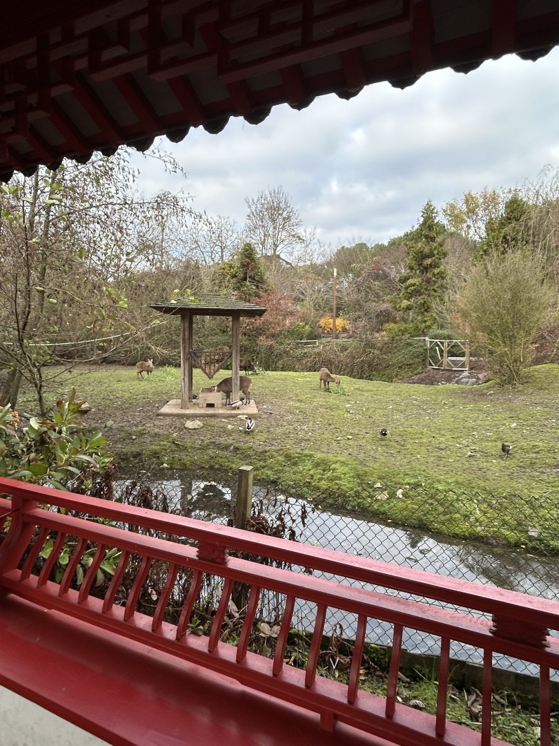 Indian hog deer exhibit
