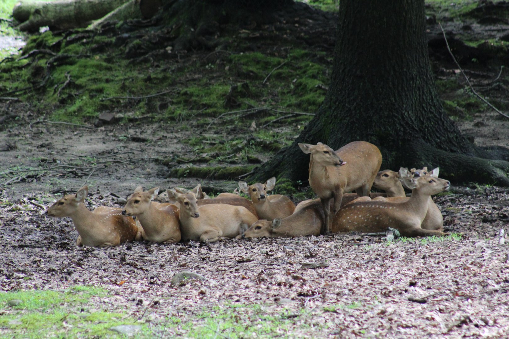 Indian Hog Deer Herd