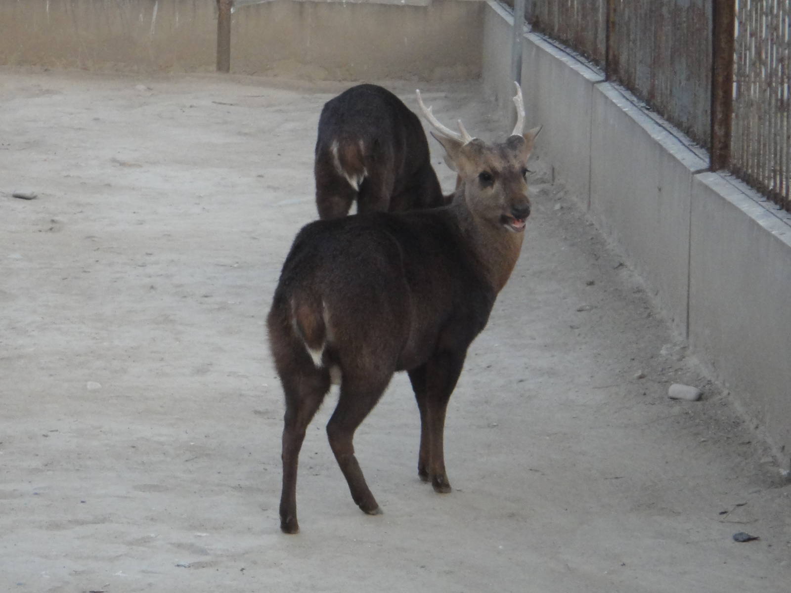 Indian hog deer (Hyelaphus porcinus)
