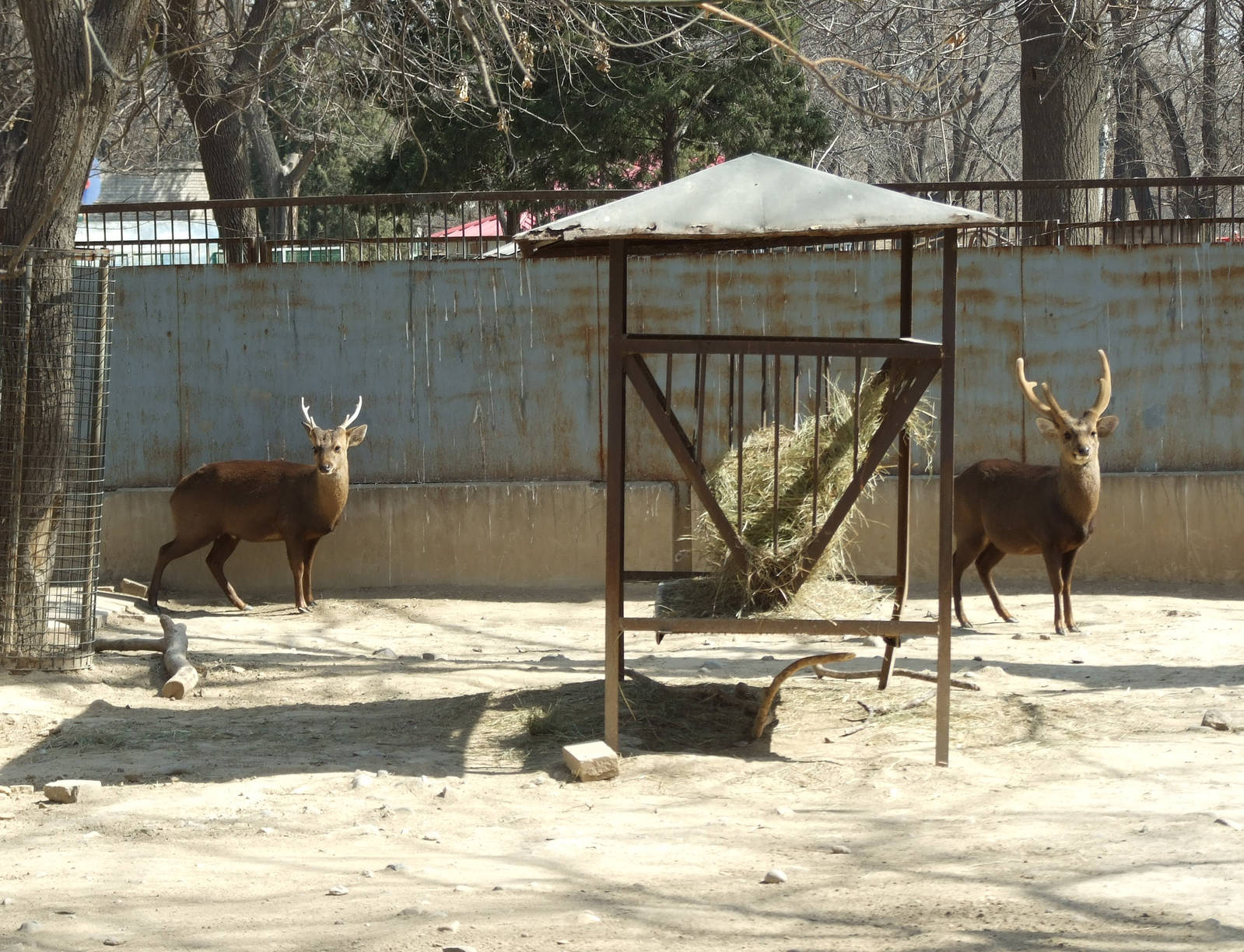 Indian hog deer (Hyelaphus porcinus)