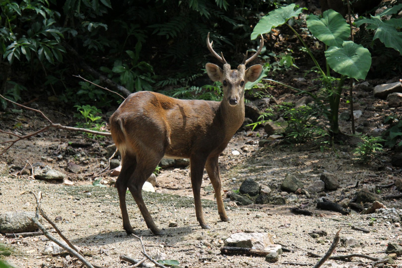 Indian hog deer (Hyelaphus porcinus)