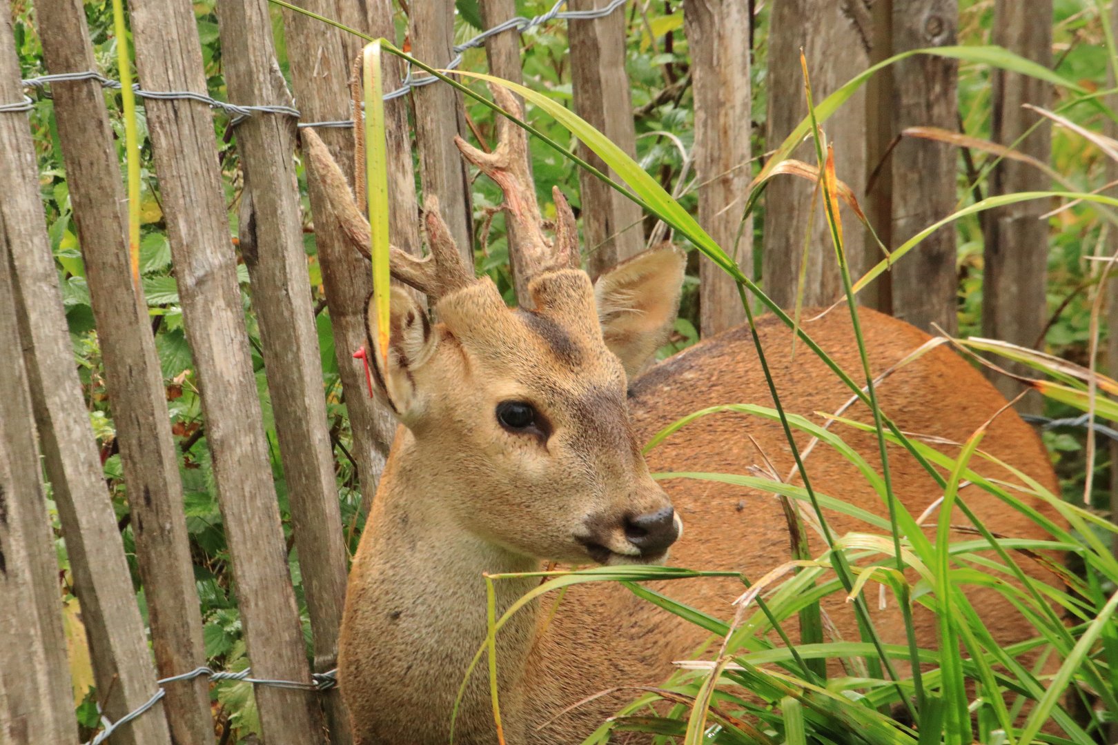 Indian hog deer (July 2020)
