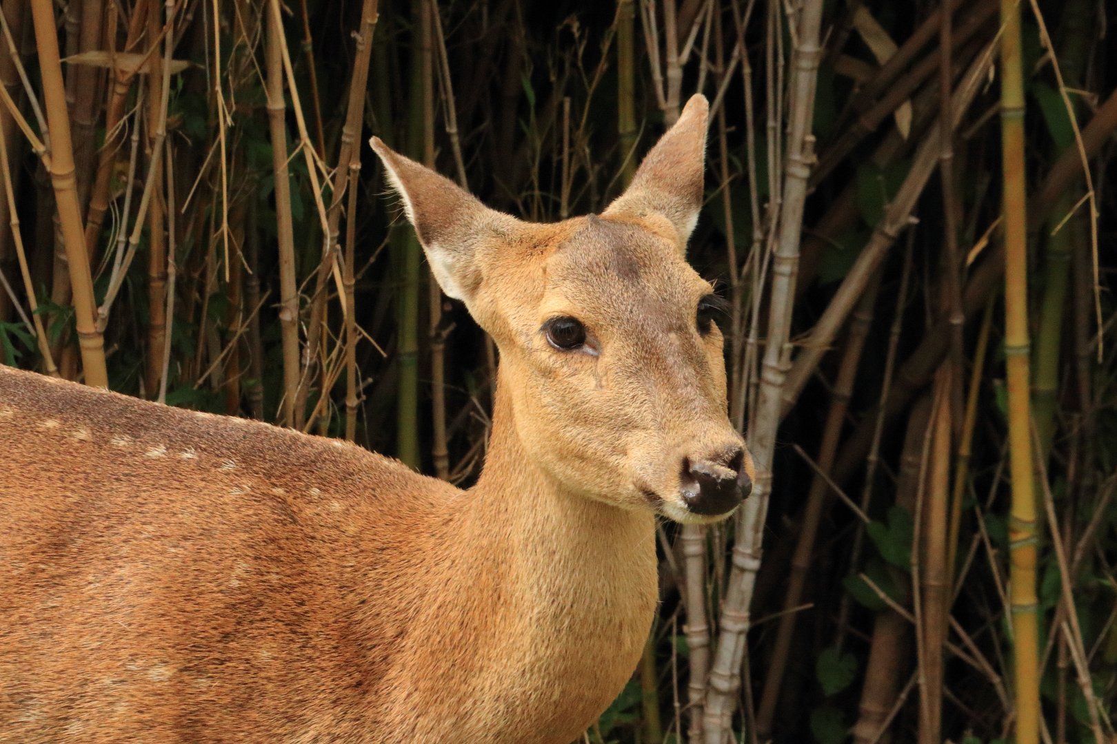 Indian hog deer (July 2020)
