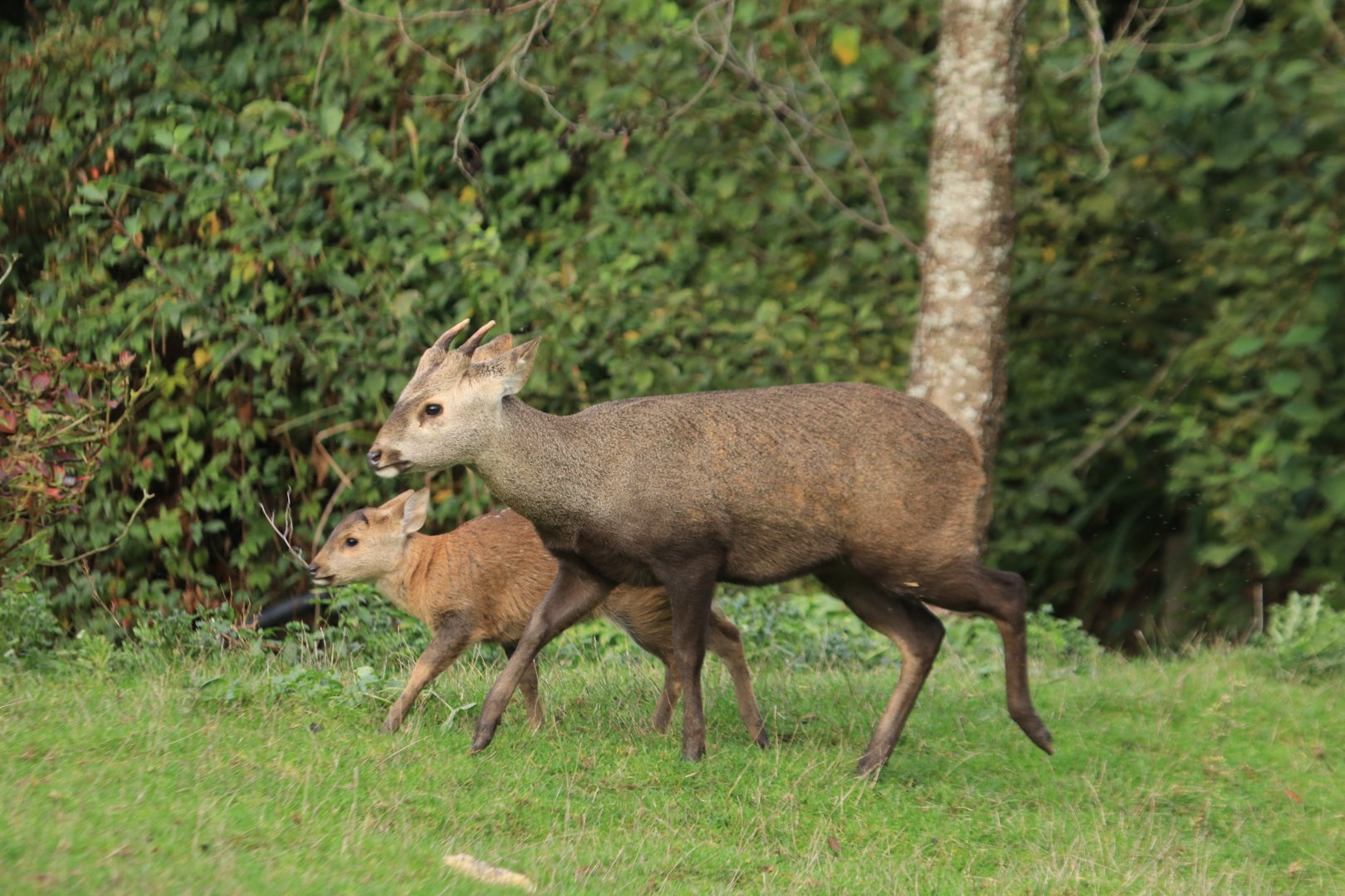 Indian hog deer (November 2019)
