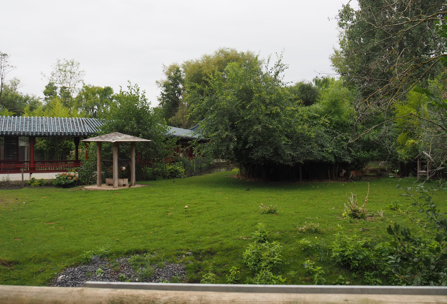 Indian hog deer, White-naped crane and Demoiselle crane exhibit, 2020-09-03