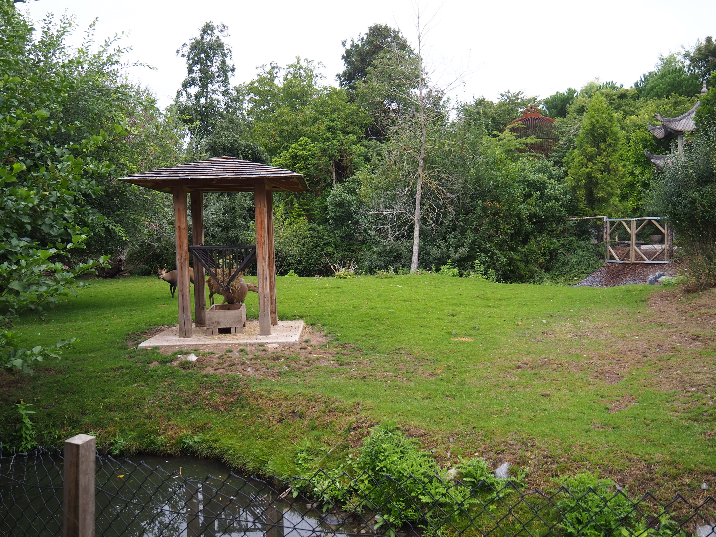 Indian hog deer, White-naped crane and Demoiselle crane exhibit, 2020-09-03