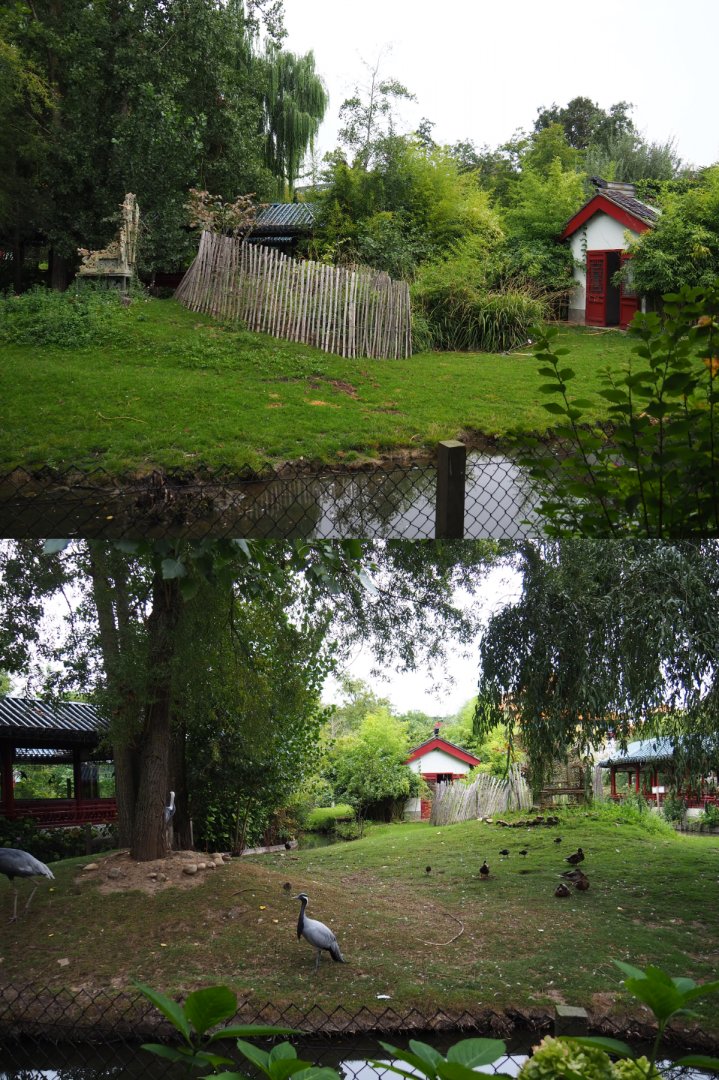 Indian hog deer, White-naped crane and Demoiselle crane exhibit, 2020-09-03