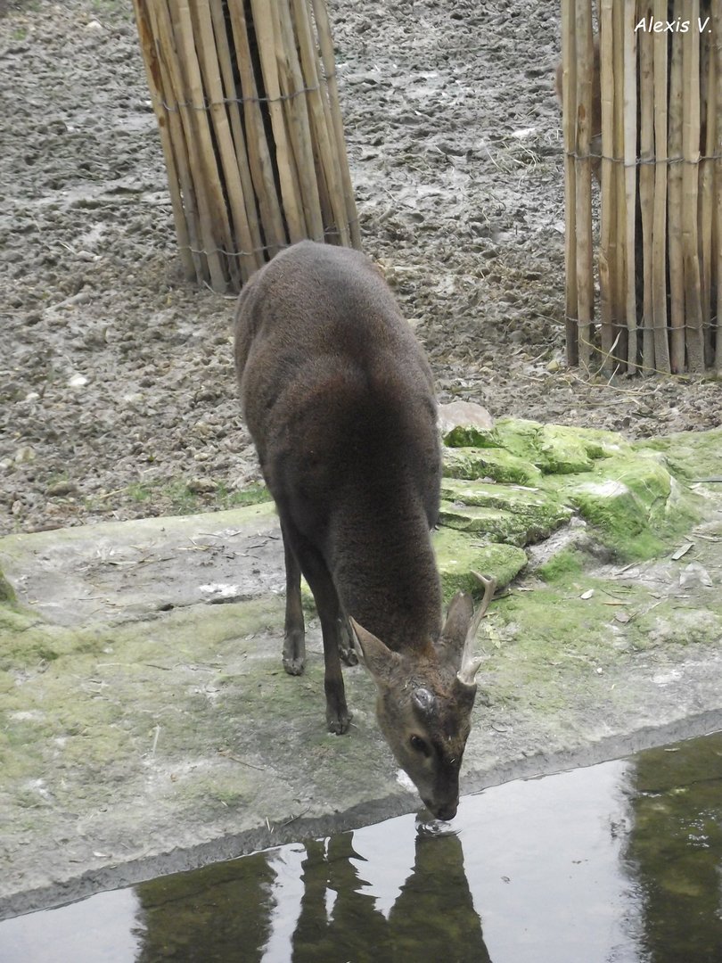 Indian Hog Deer - Zooparc de Beauval - 01/2023