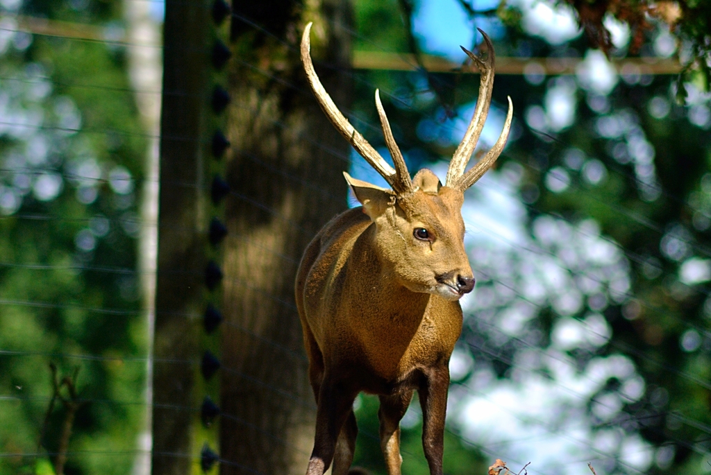 Indian hog deer