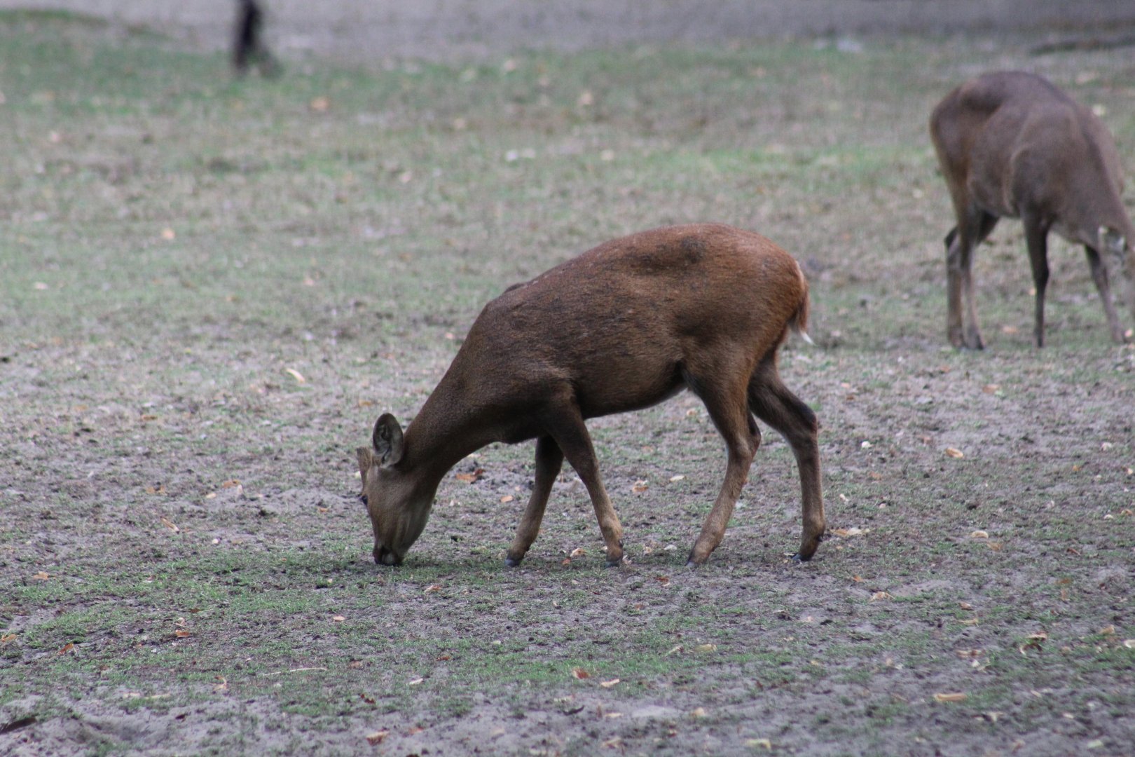 Indian Hog Deer