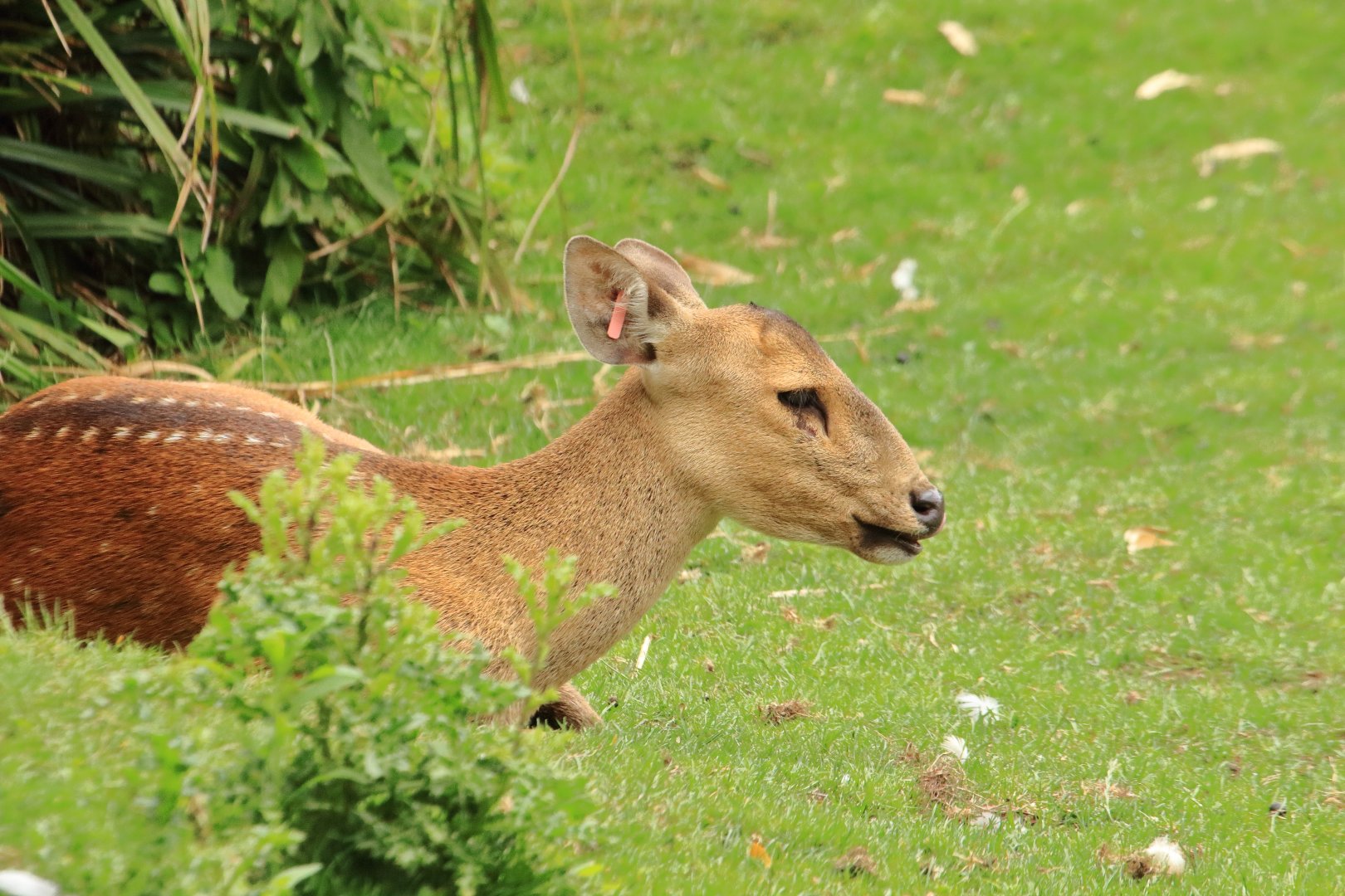 Indian hog deer