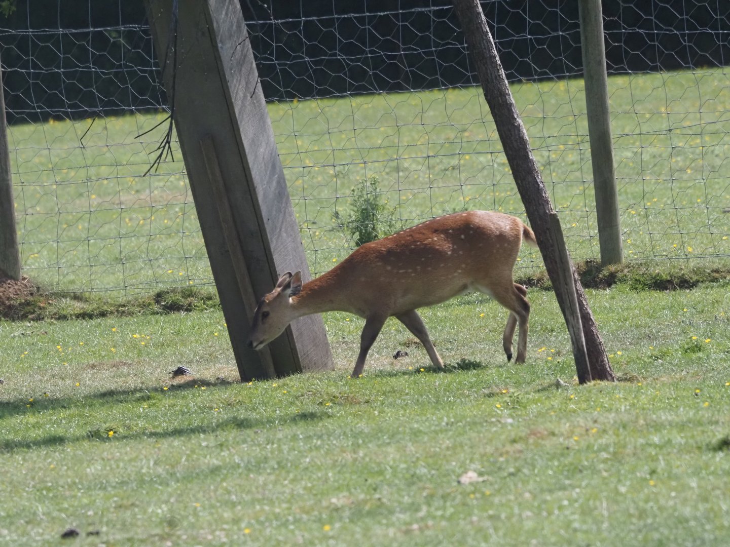 Indian Hog Deer