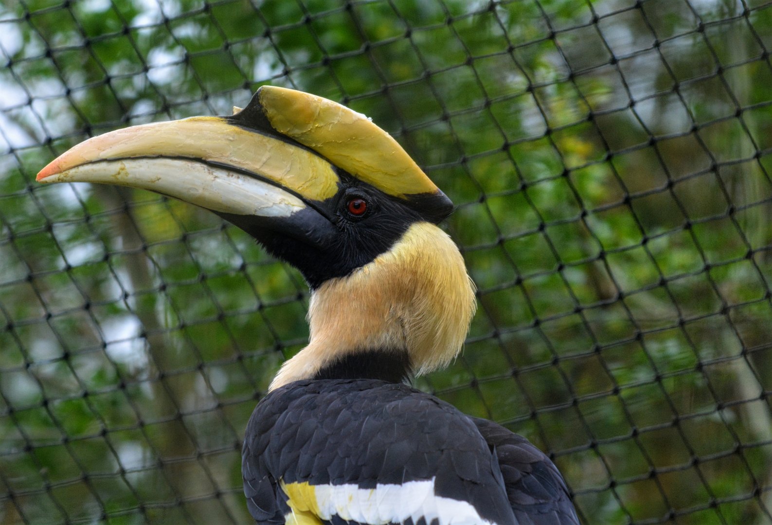Indian Hornbill