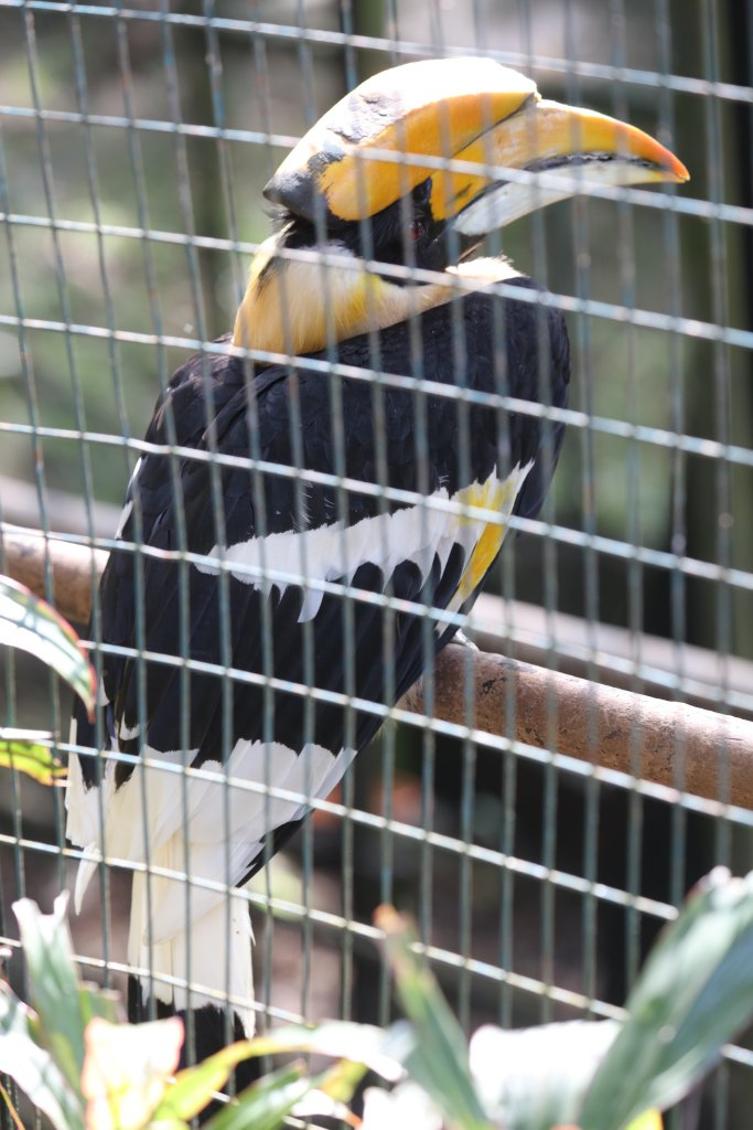 Indian Hornbill