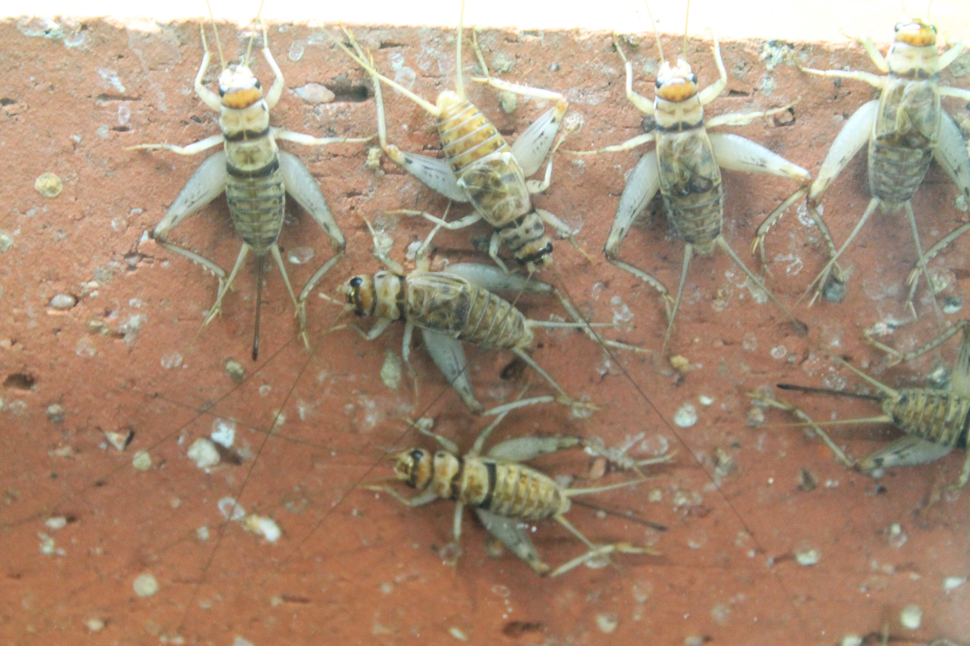 Indian House Cricket (Grylodes sigillatus)