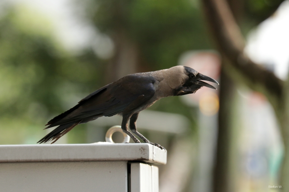 Indian house crow (Corvus splendens)