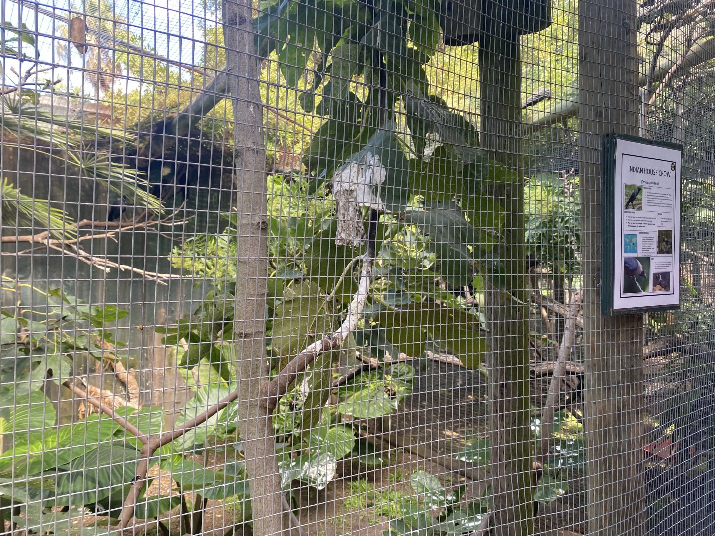 Indian House Crow Exhibit