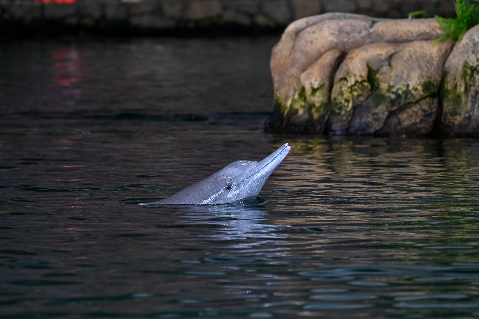 Indian Humpback Dolphin