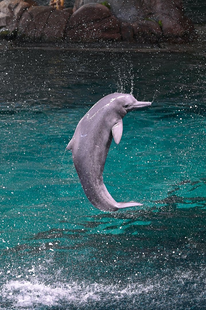 Indian Humpback Dolphin