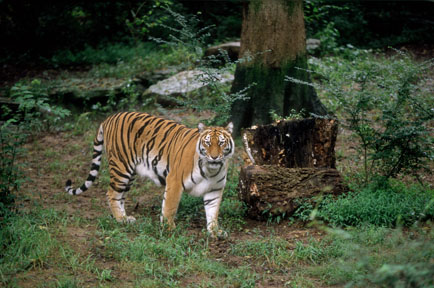 indian/hybrid tiger