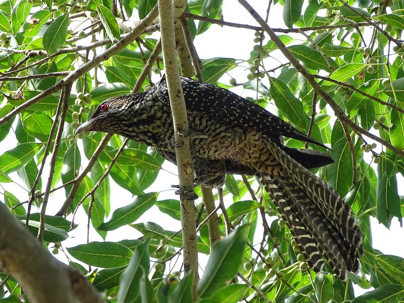 Indian koel, female