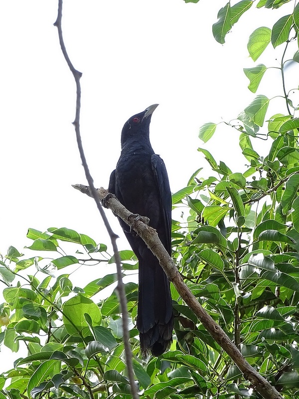 Indian koel, male